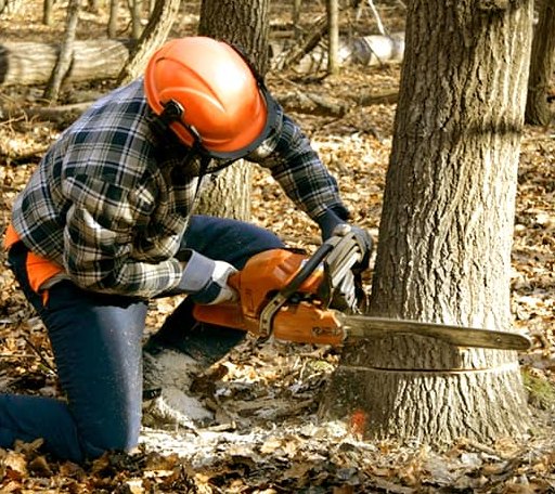 Tree Removal in Saint George Island, AK
